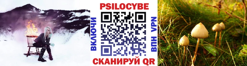 Галлюциногенные грибы Psilocybe  Сусуман 